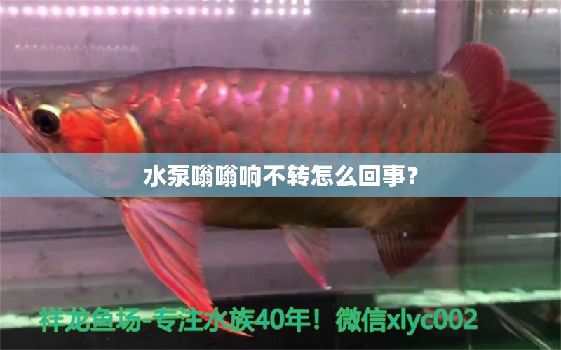 水泵嗡嗡响不转怎么回事？