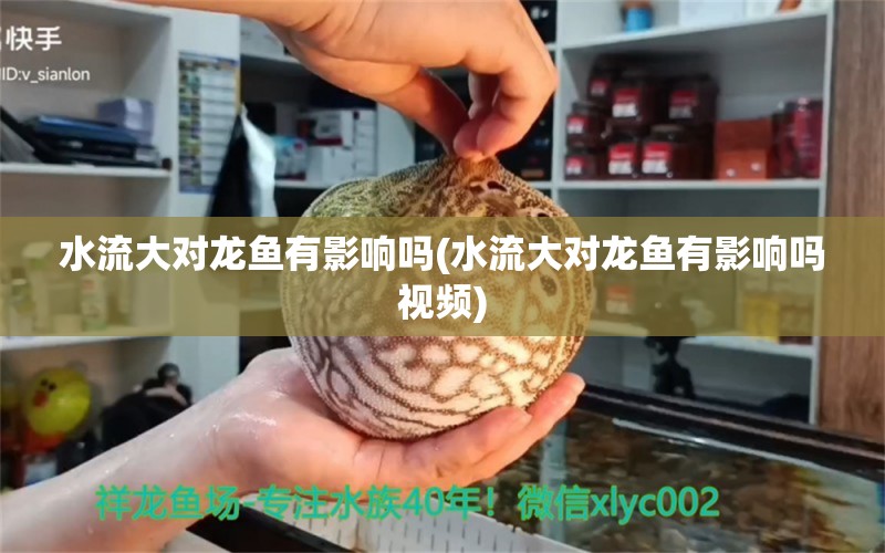 水流大对龙鱼有影响吗(水流大对龙鱼有影响吗视频) 纯血皇冠黑白魟鱼 第1张