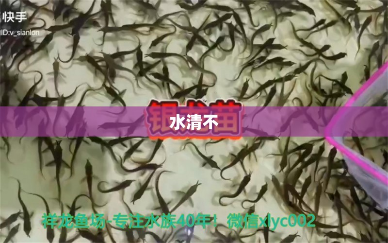 水清不 观赏鱼论坛 第3张