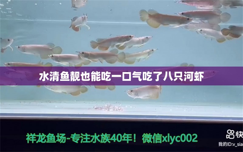 水清鱼靓也能吃一口气吃了八只河虾 观赏鱼论坛 第2张