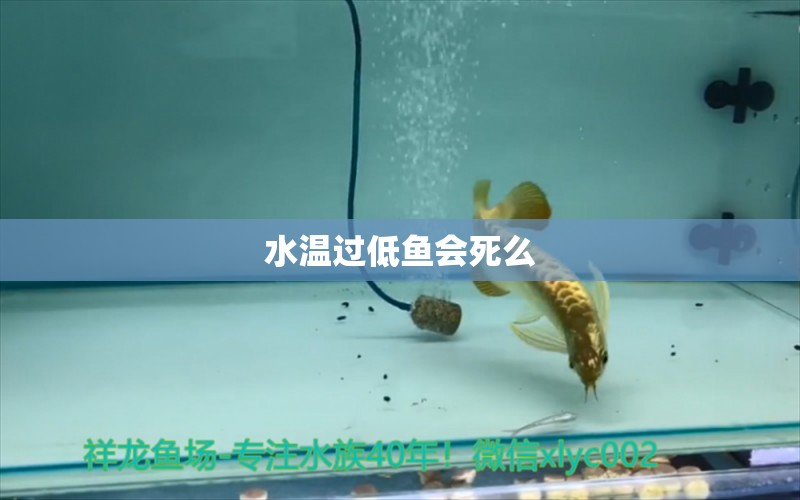 水温过低鱼会死么