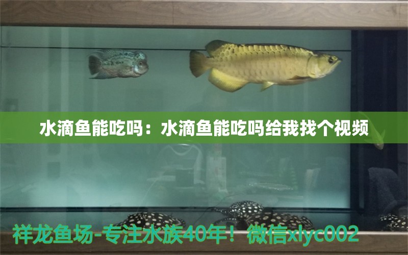 水滴鱼能吃吗：水滴鱼能吃吗给我找个视频 水族杂谈