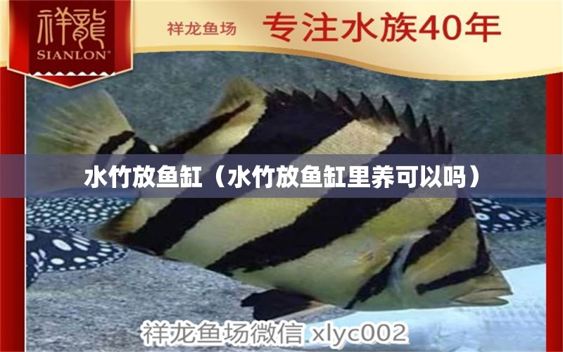 水竹放鱼缸（水竹放鱼缸里养可以吗） 祥龙水族医院