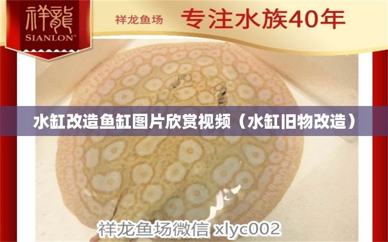 水缸改造鱼缸图片欣赏视频（水缸旧物改造） 广州观赏鱼批发市场