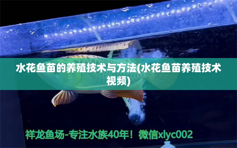 水花鱼苗的养殖技术与方法(水花鱼苗养殖技术视频) 印尼红龙鱼