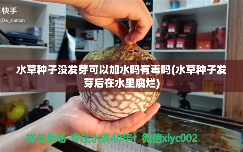 水草种子没发芽可以加水吗有毒吗(水草种子发芽后在水里腐烂) 水草