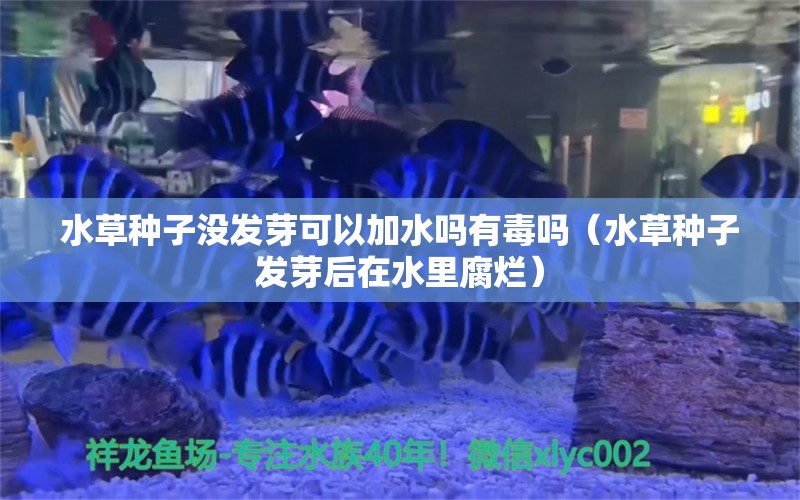 水草种子没发芽可以加水吗有毒吗（水草种子发芽后在水里腐烂） 水草