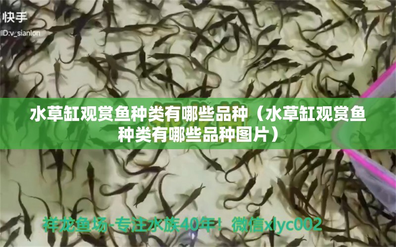 水草缸观赏鱼种类有哪些品种（水草缸观赏鱼种类有哪些品种图片）