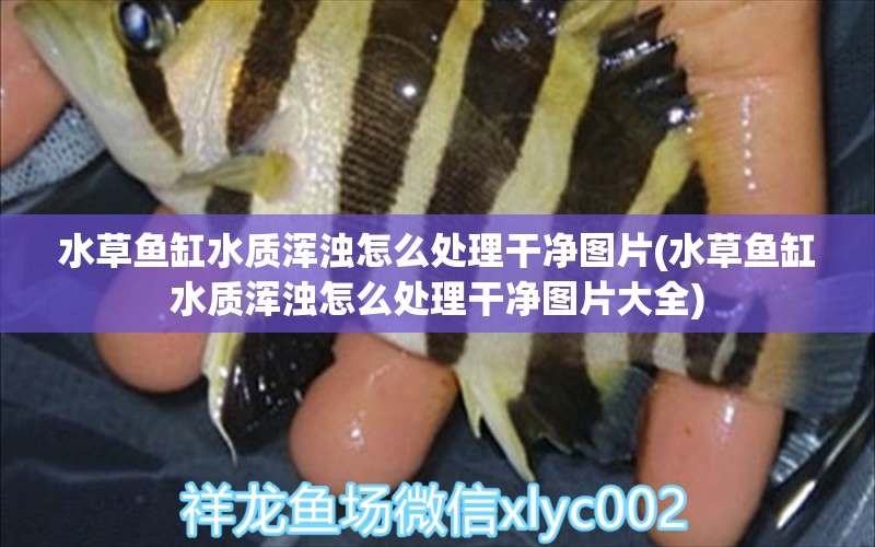 水草鱼缸水质浑浊怎么处理干净图片(水草鱼缸水质浑浊怎么处理干净图片大全) 水草