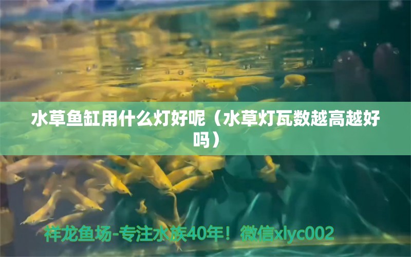 水草鱼缸用什么灯好呢（水草灯瓦数越高越好吗）