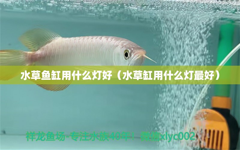 水草鱼缸用什么灯好（水草缸用什么灯最好） 龙凤鲤鱼