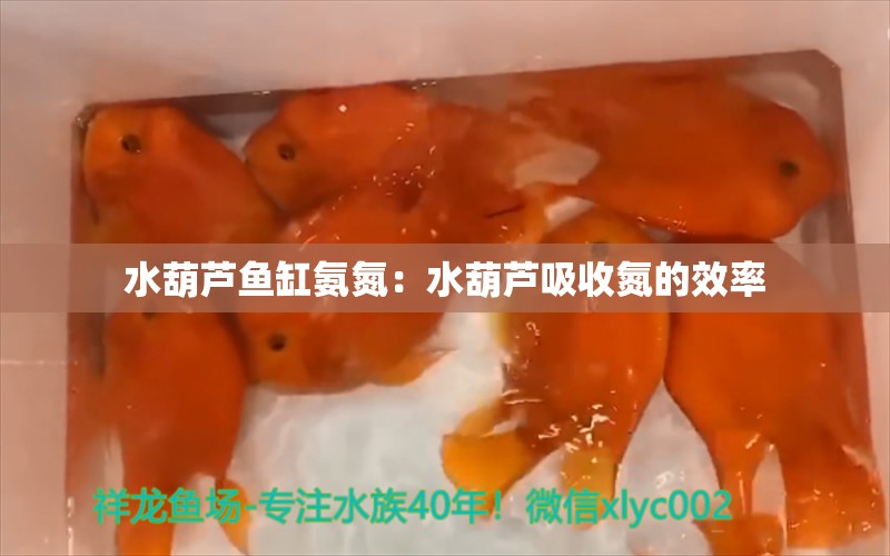 水葫芦鱼缸氨氮：水葫芦吸收氮的效率 广州水族批发市场 第1张