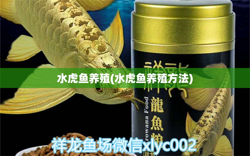 水虎鱼养殖(水虎鱼养殖方法) 食人鱼（水虎）