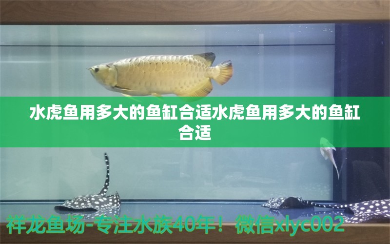 水虎鱼用多大的鱼缸合适水虎鱼用多大的鱼缸合适 食人鱼（水虎）