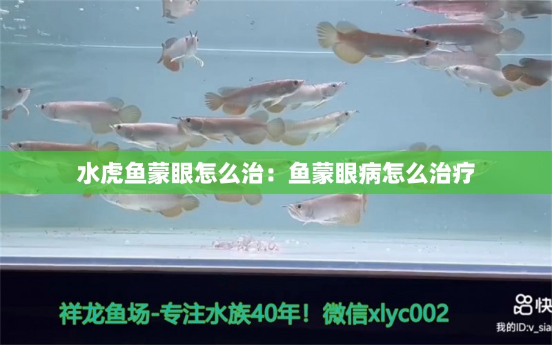 水虎鱼蒙眼怎么治：鱼蒙眼病怎么治疗