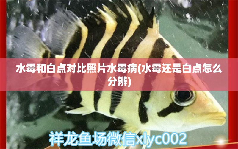 水霉和白点对比照片水霉病(水霉还是白点怎么分辨) 文玩