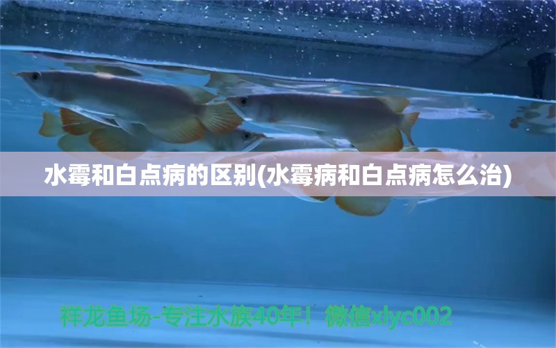 水霉和白点病的区别(水霉病和白点病怎么治)