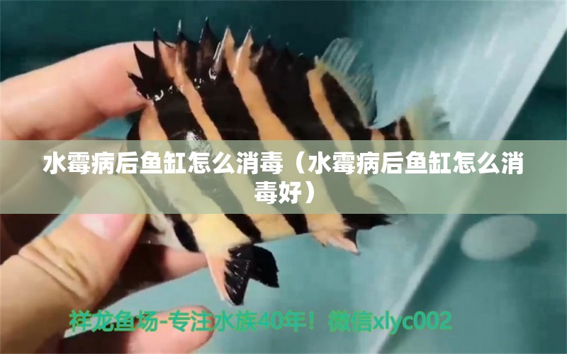 水霉病后鱼缸怎么消毒（水霉病后鱼缸怎么消毒好） 祥龙水族医院