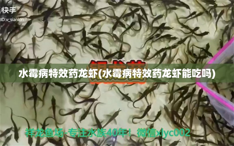 水霉病特效药龙虾(水霉病特效药龙虾能吃吗) 泰国斗鱼