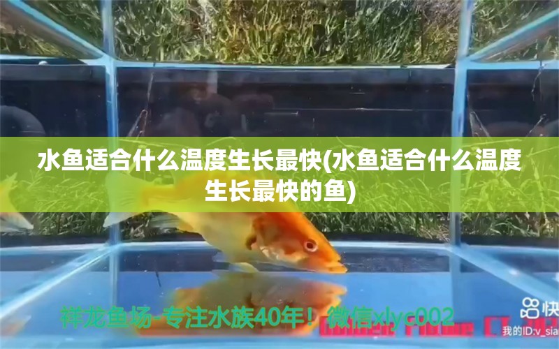 水鱼适合什么温度生长最快(水鱼适合什么温度生长最快的鱼)