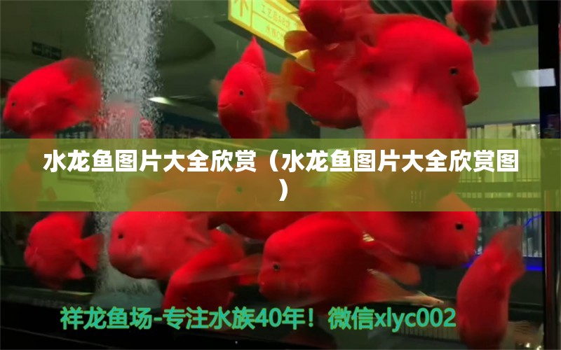 水龙鱼图片大全欣赏（水龙鱼图片大全欣赏图）