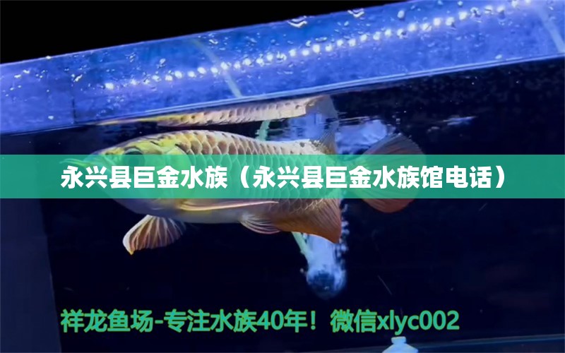 永兴县巨金水族（永兴县巨金水族馆电话）