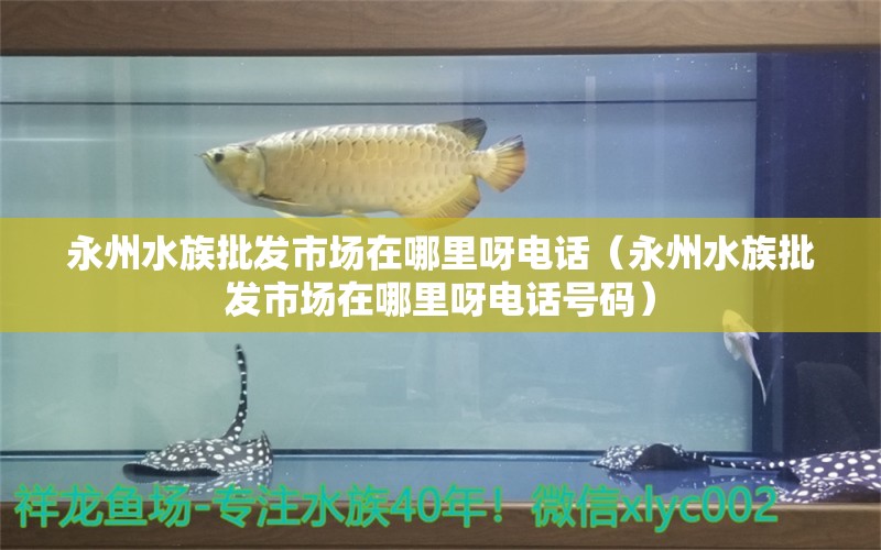 永州水族批发市场在哪里呀电话（永州水族批发市场在哪里呀电话号码）