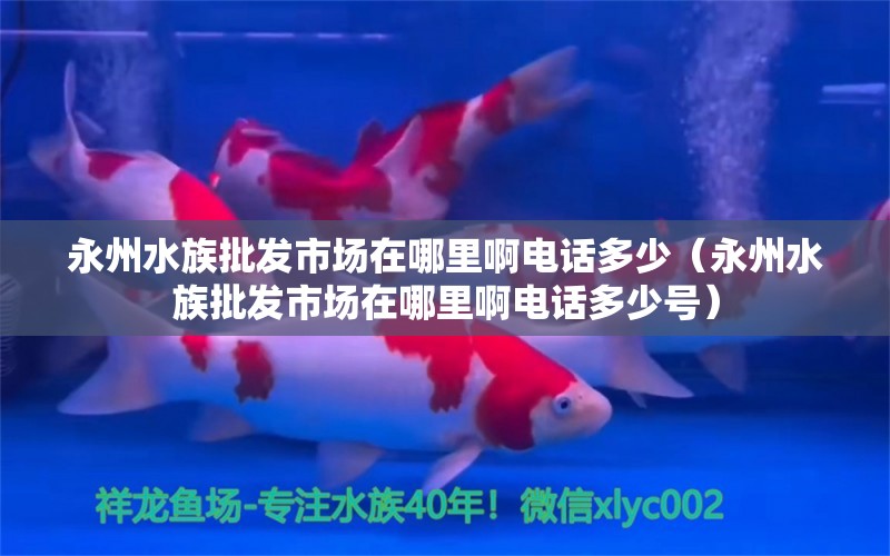 永州水族批发市场在哪里啊电话多少（永州水族批发市场在哪里啊电话多少号）