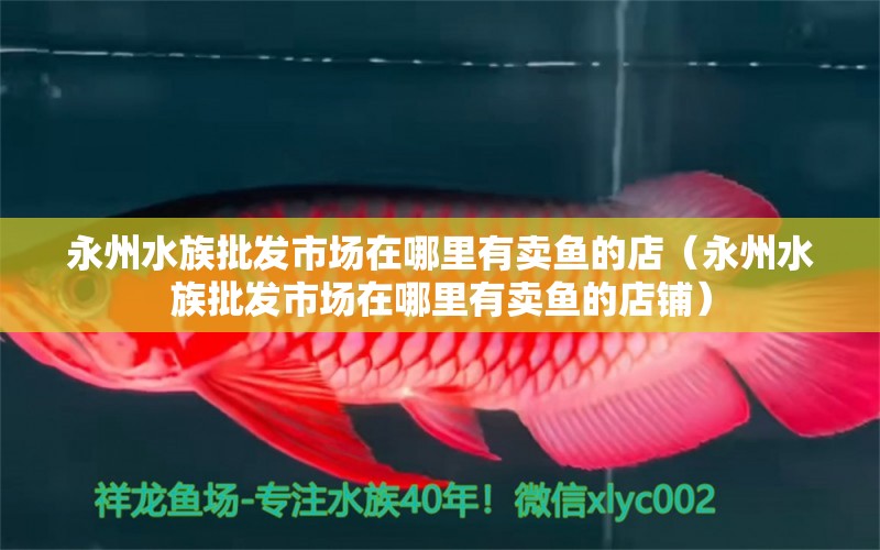 永州水族批发市场在哪里有卖鱼的店（永州水族批发市场在哪里有卖鱼的店铺） 观赏鱼水族批发市场