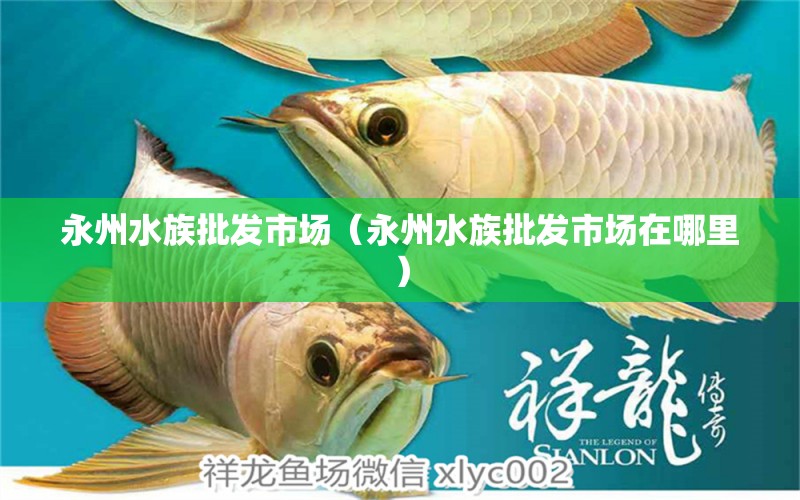 永州水族批发市场（永州水族批发市场在哪里） 观赏鱼水族批发市场