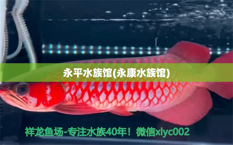 永平水族馆(永康水族馆) 广州水族批发市场 第1张