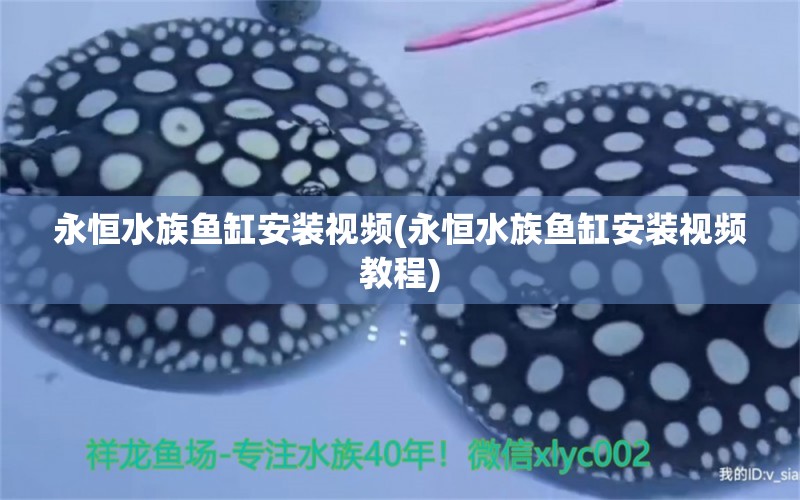 永恒水族鱼缸安装视频(永恒水族鱼缸安装视频教程) 孵化器 第1张