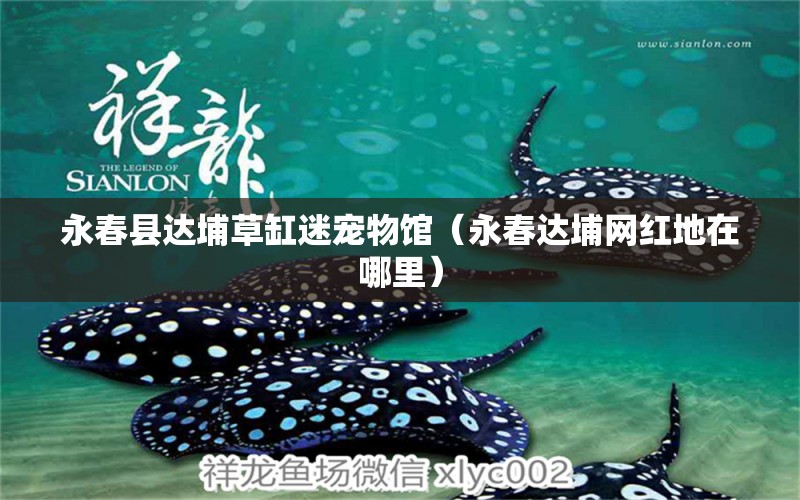 永春县达埔草缸迷宠物馆（永春达埔网红地在哪里） 全国水族馆企业名录