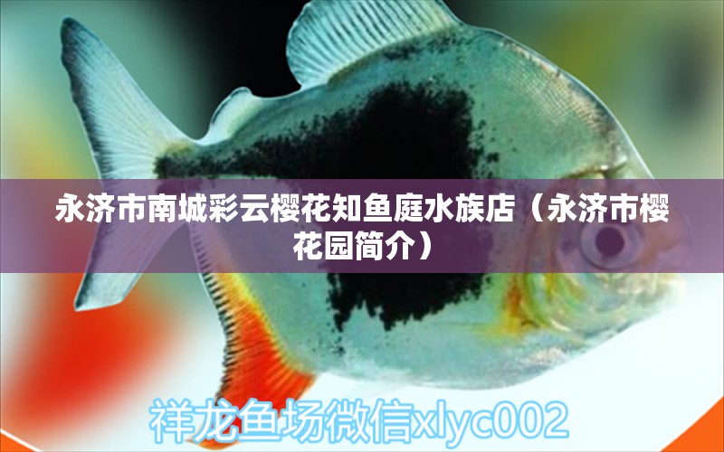 永济市南城彩云樱花知鱼庭水族店（永济市樱花园简介） 全国水族馆企业名录