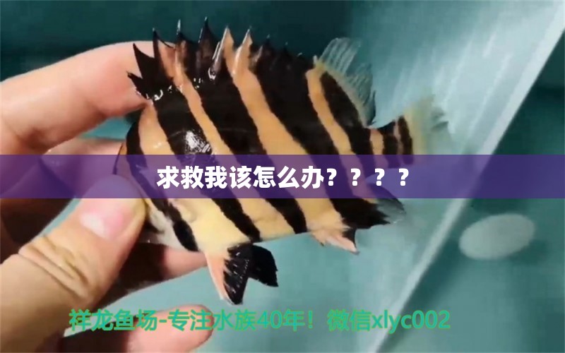 求救我该怎么办？？？？ 鱼粮鱼药