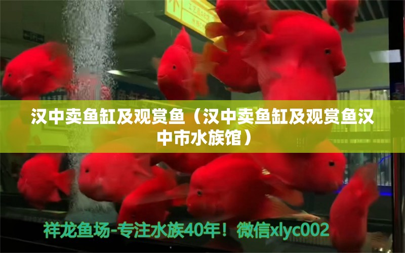 汉中卖鱼缸及观赏鱼（汉中卖鱼缸及观赏鱼汉中市水族馆） 其他品牌鱼缸