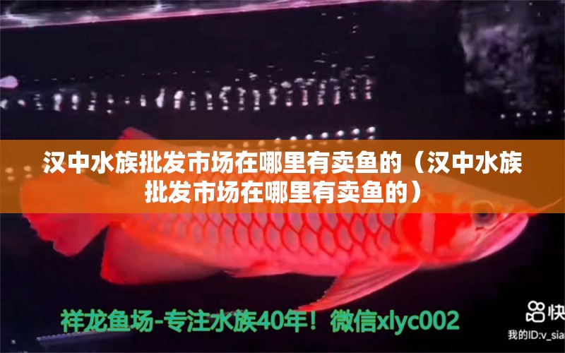 汉中水族批发市场在哪里有卖鱼的（汉中水族批发市场在哪里有卖鱼的） 泰庞海鲢鱼