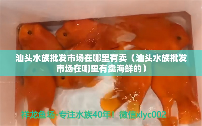 汕头水族批发市场在哪里有卖（汕头水族批发市场在哪里有卖海鲜的） 观赏鱼水族批发市场