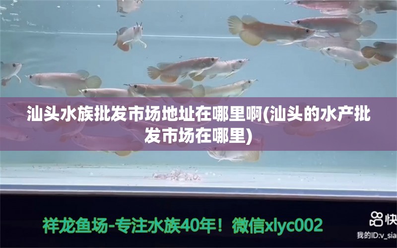 汕头水族批发市场地址在哪里啊(汕头的水产批发市场在哪里)