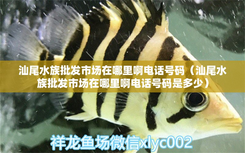 汕尾水族批发市场在哪里啊电话号码（汕尾水族批发市场在哪里啊电话号码是多少）