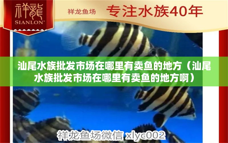 汕尾水族批发市场在哪里有卖鱼的地方（汕尾水族批发市场在哪里有卖鱼的地方啊） 白条过背金龙鱼