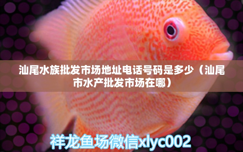 汕尾水族批发市场地址电话号码是多少（汕尾市水产批发市场在哪） 养鱼知识 第1张