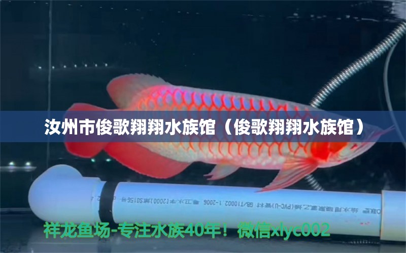 汝州市俊歌翔翔水族馆（俊歌翔翔水族馆） 全国观赏鱼市场 第2张