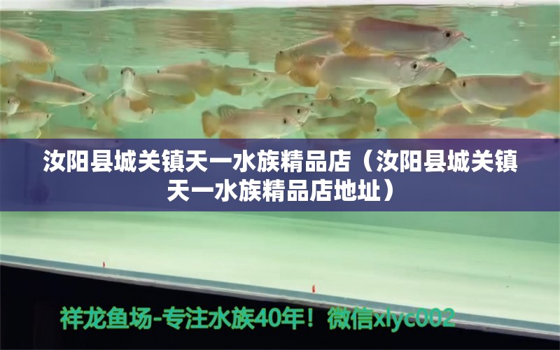 汝阳县城关镇天一水族精品店（汝阳县城关镇天一水族精品店地址）