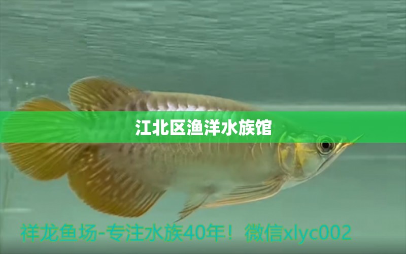 江北区渔洋水族馆