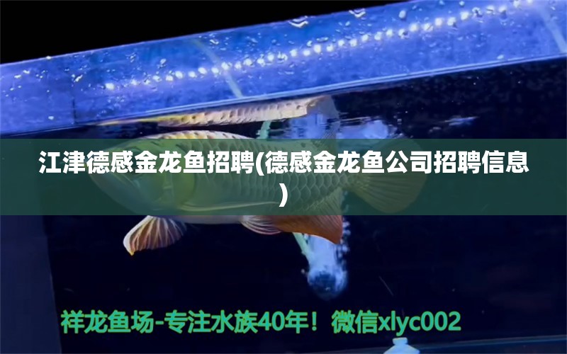 江津德感金龙鱼招聘(德感金龙鱼公司招聘信息) 熊猫异形鱼L46