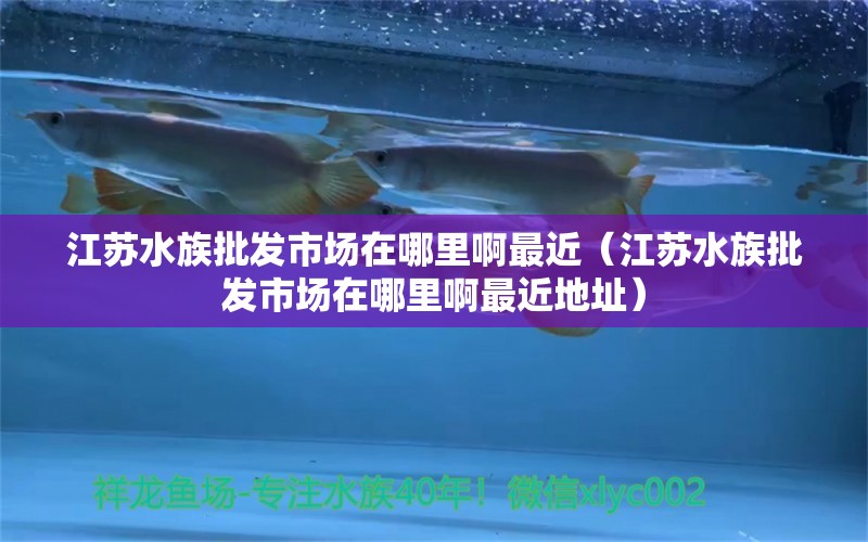 江苏水族批发市场在哪里啊最近（江苏水族批发市场在哪里啊最近地址）