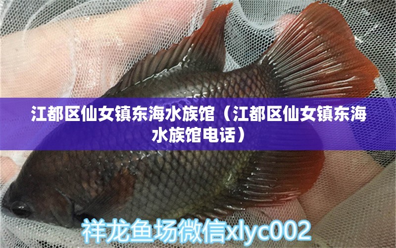 江都区仙女镇东海水族馆（江都区仙女镇东海水族馆电话）