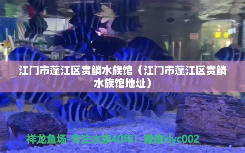 江门市蓬江区赏鳞水族馆（江门市蓬江区赏鳞水族馆地址）