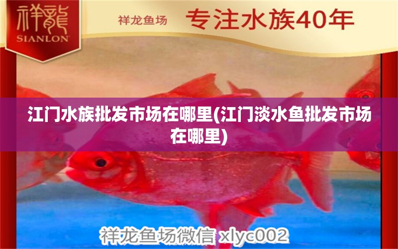 江门水族批发市场在哪里(江门淡水鱼批发市场在哪里) 观赏鱼水族批发市场